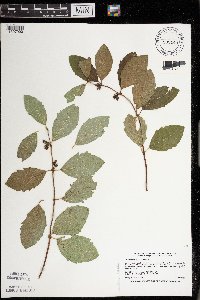 Symphoricarpos occidentalis image