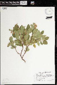 Symphoricarpos occidentalis image