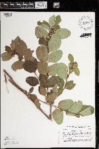 Symphoricarpos occidentalis image