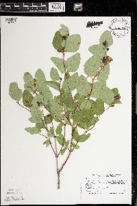 Symphoricarpos occidentalis image