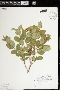 Symphoricarpos occidentalis image