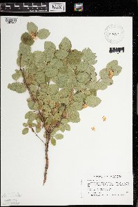 Symphoricarpos occidentalis image