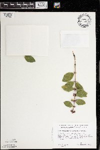 Symphoricarpos orbiculatus image