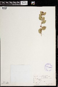 Symphoricarpos orbiculatus image