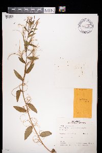 Epilobium montanum image
