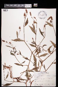 Persicaria maculosa image