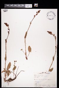 Rumex acetosa image