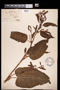 Rumex obtusifolius image