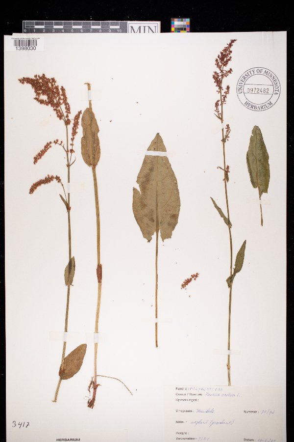 Rumex acetosa image