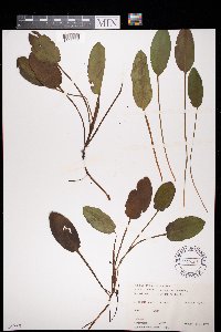 Potamogeton natans image