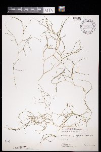 Stuckenia pectinata image