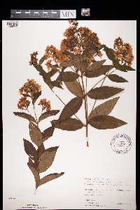 Thumbnail image of current specimen