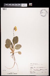 Primula elatior image