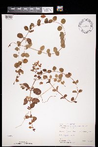 Lysimachia nummularia image