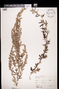 Artemisia vulgaris image