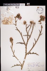 Carduus acanthoides image