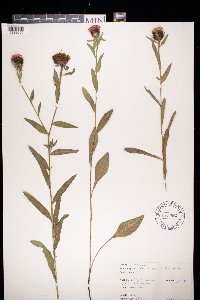 Image Associated With the Occurrence