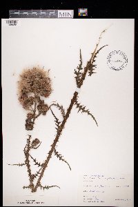 Cirsium palustre image
