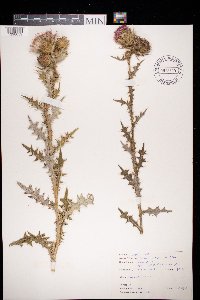 Cirsium vulgare image