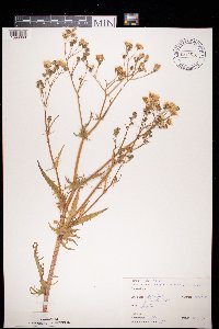 Crepis capillaris image
