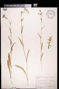 Crepis capillaris image