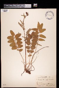 Sanguisorba officinalis image