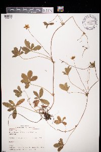 Potentilla reptans image