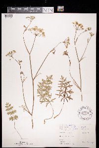 Pimpinella saxifraga image