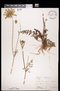 Daucus carota image