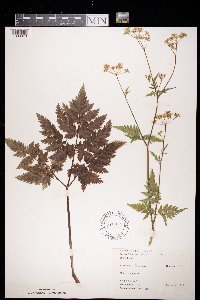 Anthriscus sylvestris image