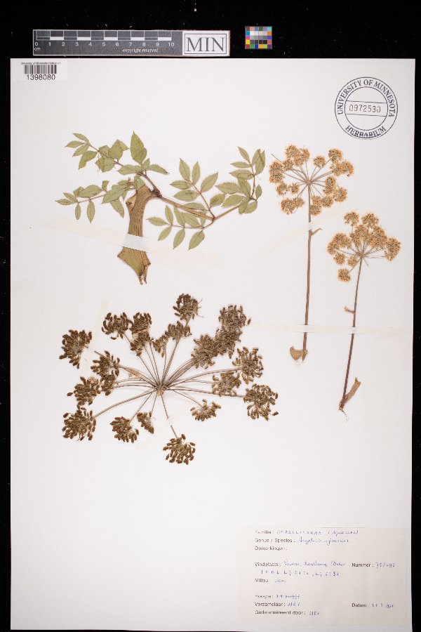 Angelica sylvestris image