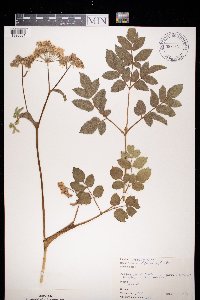 Angelica sylvestris image