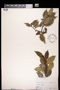 Image Associated With the Occurence