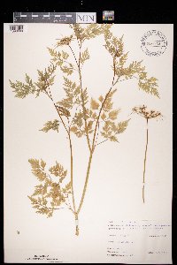 Aethusa cynapium image