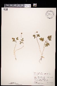 Adoxa moschatellina image