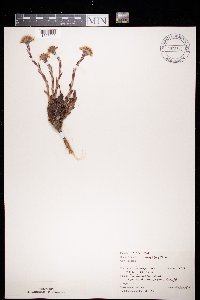 Tussilago farfara image