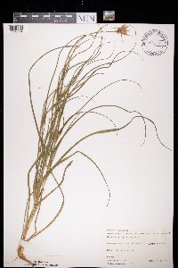 Tragopogon pratensis image