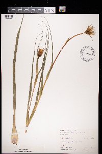 Tragopogon pratensis image