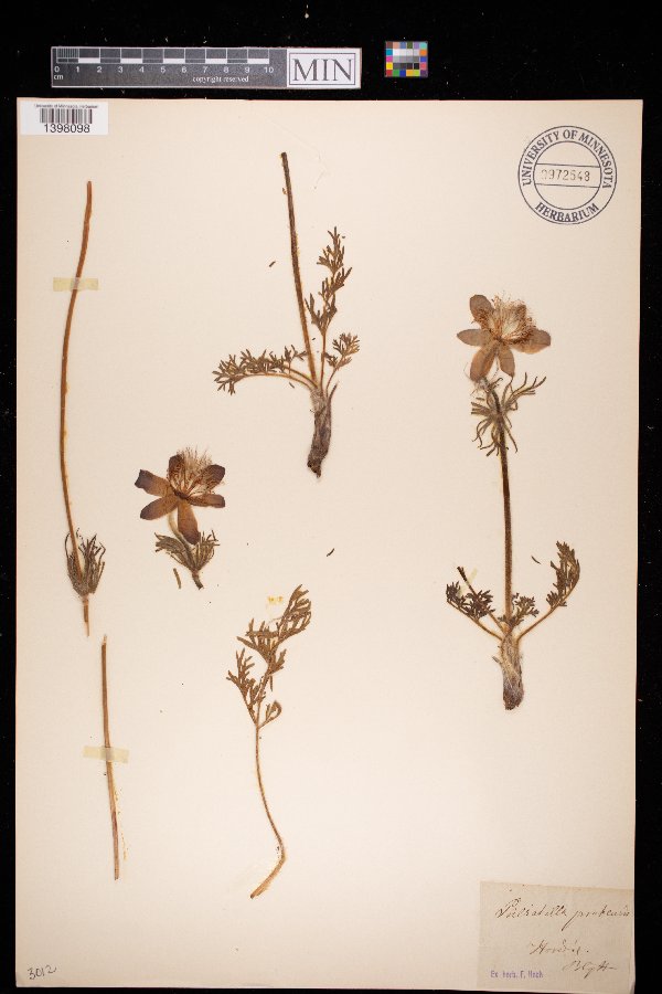 Anemone pratensis image