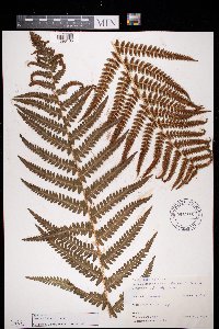 Dryopteris filix-mas image