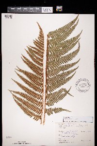 Dryopteris filix-mas image