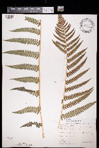 Dryopteris filix-mas image
