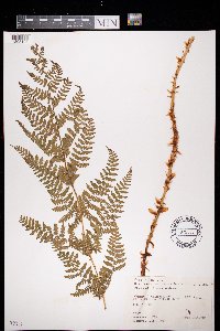 Dryopteris campyloptera image