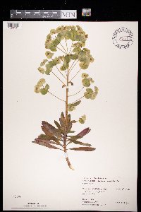 Euphorbia amygdaloides image