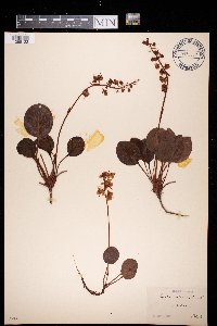 Pyrola americana image