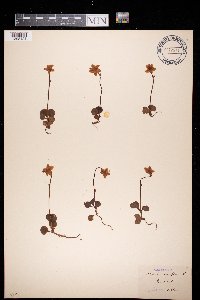 Moneses uniflora image