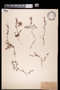 Vaccinium oxycoccos image