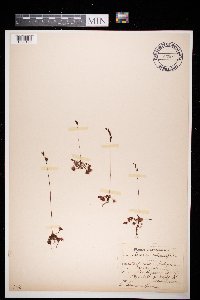 Thumbnail image of current specimen