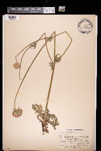 Knautia arvensis image