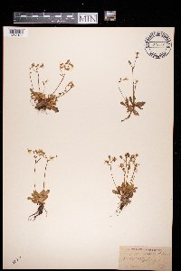 Saxifraga stellaris image